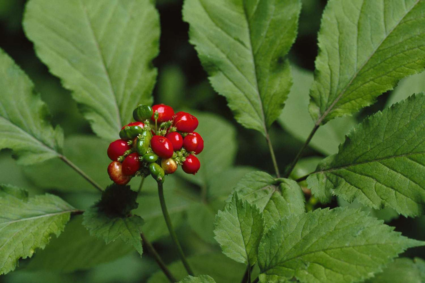 American Ginseng (Panax quinquefolius) is a highly regarded herb in traditional Indigenous American and Eastern Herbal practices, known for its revitalizing and balancing qualities.