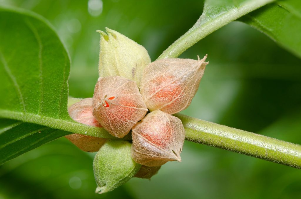 Ashwagandha (Withania somnifera) is a revered herb in Ayurvedic medicine, valued for its restorative and balancing qualities. With a history of over 3,000 years in traditional Ayurvedic practices, Ashwagandha is an adaptogenic has been used to support resilience, vitality, and stress management.