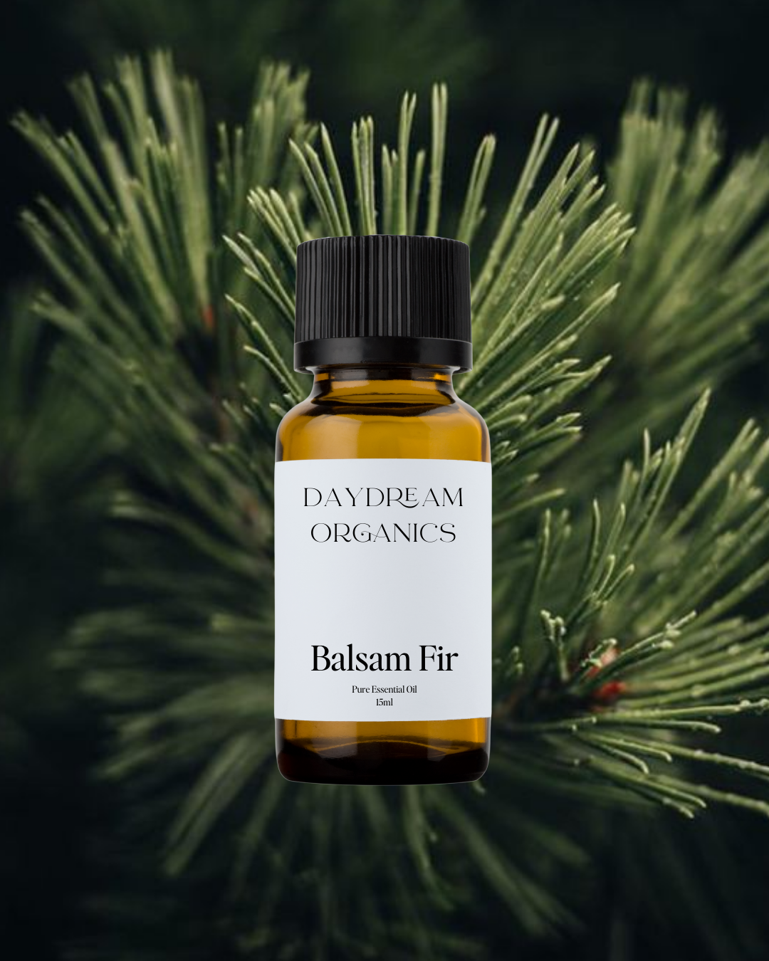 Our uncertified organic Balsam Fir essential oil offers a crisp, fresh, and woodsy aroma with bright evergreen and slightly sweet balsamic notes.
Emotionally and energetically, Balsam Fir is uplifting, grounding, and deeply restorative, often used to clear emotional heaviness, support breath and presence, and reconnect with a sense of calm, strength, and vitality.