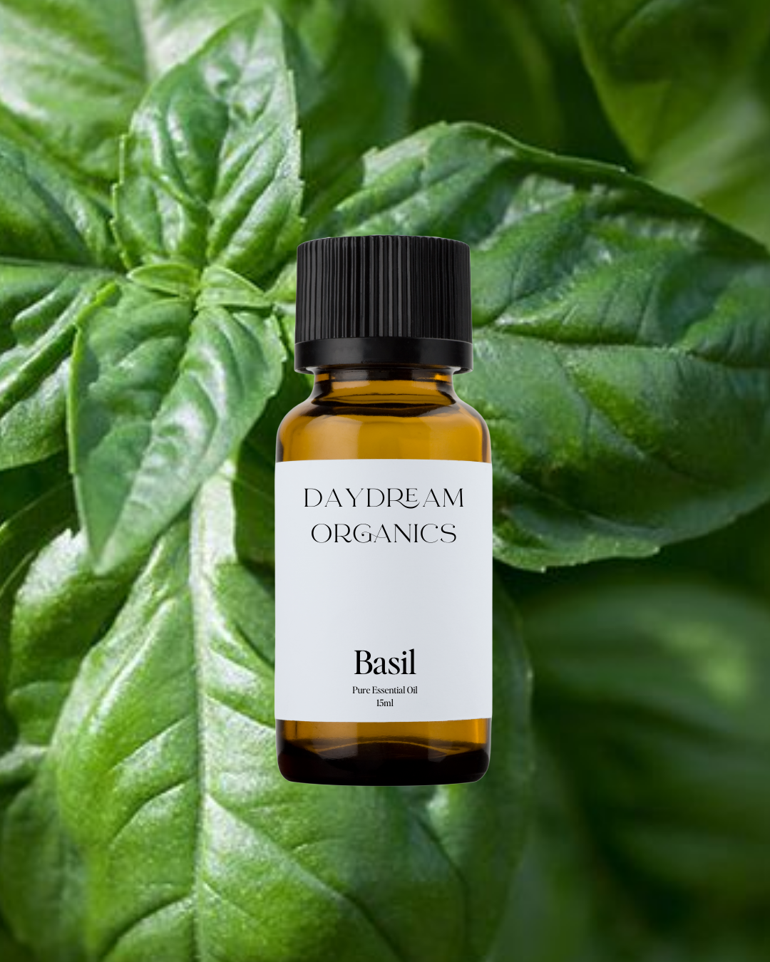 Our uncertified organic Basil (Ocimum basilicum) essential oil offers a fresh, sweet, and slightly spicy aroma with green, herbaceous undertones, known for its ability to awaken the senses and sharpen the mind.
Emotionally and energetically, Basil is clarifying, uplifting, and mentally stimulating, making it a powerful ally for clearing mental fog, enhancing focus, and restoring a sense of balance and clarity during times of overwhelm.