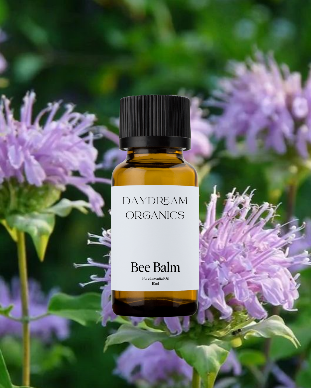 Our uncertified organic Bee Balm essential oil offers a bright, herbaceous, and slightly spicy aroma with subtle floral and minty undertones, capturing the wild essence of this vibrant North American native plant.
Emotionally and energetically, Bee Balm is uplifting, clarifying, and gently energizing, traditionally used to inspire courage, clear stagnation, a
Emotionally and energetically, Bee Balm is relaxing, uplifting and clarifying. Bee Balm is known to alleviate negative feelings and uplift the mood.