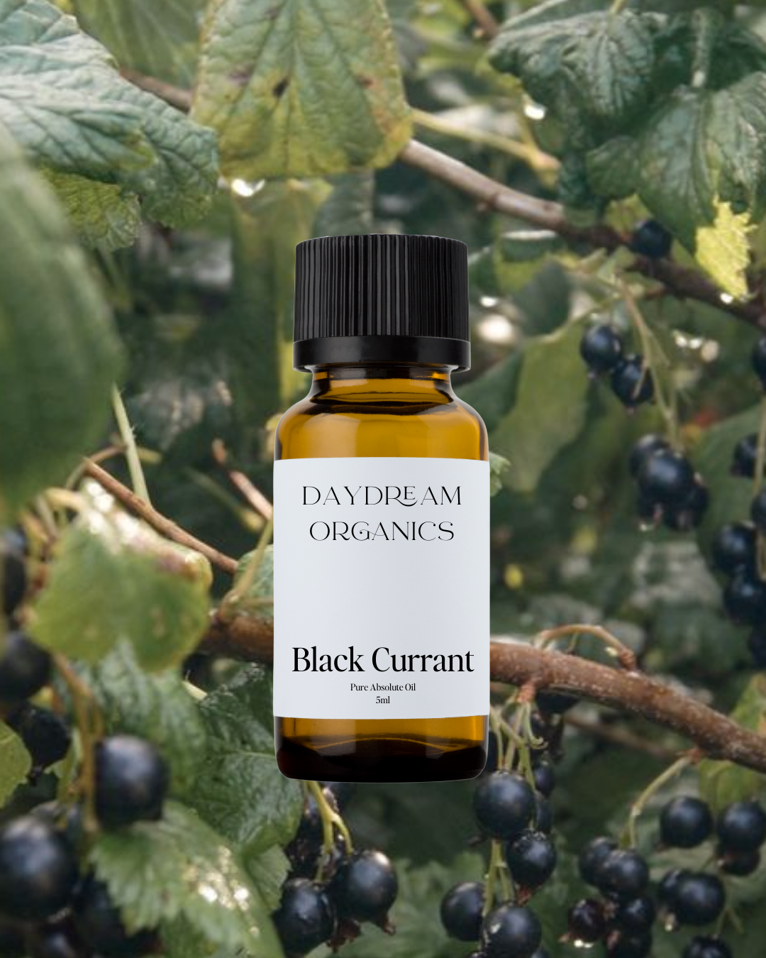 Our uncertified organic Black Currant Absolute Oil offers a rich, fruity aroma with deep, tart-sweet notes and subtle hints of earth, green leaves, and dark berries, creating a scent that is both vibrant and grounding.
Emotionally and energetically, Black Currant Absolute is energizing, mood-lifting, and balancing, often used to ignite creativity, ease emotional fatigue, and evoke a sense of freshness, confidence, and bold expression.