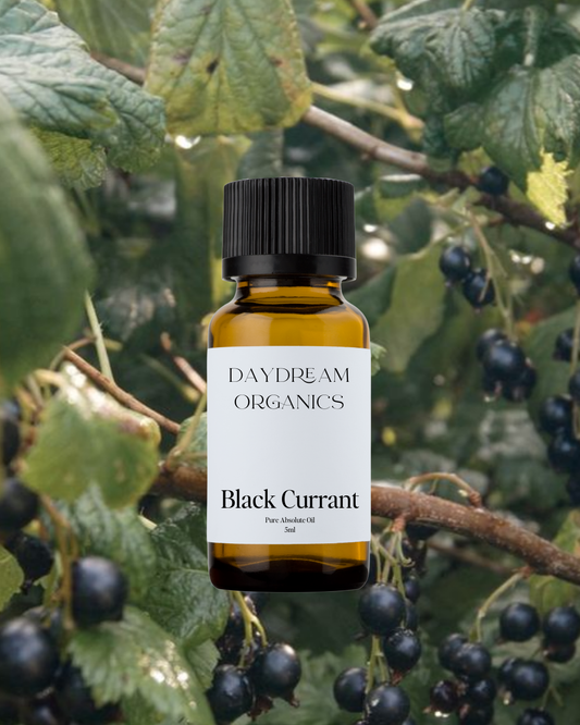 Our uncertified organic Black Currant Absolute Oil offers a rich, fruity aroma with deep, tart-sweet notes and subtle hints of earth, green leaves, and dark berries, creating a scent that is both vibrant and grounding.
Emotionally and energetically, Black Currant Absolute is energizing, mood-lifting, and balancing, often used to ignite creativity, ease emotional fatigue, and evoke a sense of freshness, confidence, and bold expression.