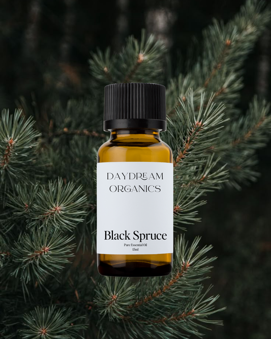 Our uncertified organic Black Spruce essential oil offers a crisp, invigorating, and forest-fresh aroma with resinous, slightly sweet, and grounding undertones.
Emotionally and energetically, Black Spruce is strengthening, clarifying, and deeply restorative, often used to ease stress, support the breath, and promote a sense of resilience, renewal, and connection to nature.