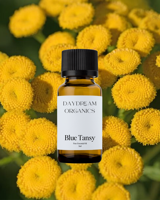Our uncertified organic Blue Tansy essential oil features a sweet, fruity, and slightly herbaceous aroma with soft apple-like notes and its signature vibrant blue hue.
Emotionally and energetically, Blue Tansy is deeply calming, cooling, and emotionally soothing, making it a beautiful ally for easing stress, releasing tension, and supporting a sense of emotional balance and tranquility.