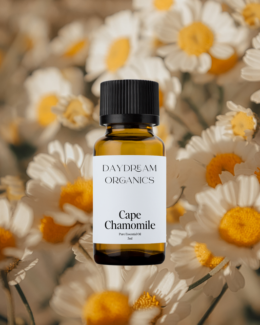 Our uncertified organic Cape Chamomile (Eriocephalus punctulatus) essential oil features a delicately sweet, fruity-floral aroma with soft herbaceous and apple-like undertones, often described as ethereal, calming, and emotionally uplifting.
Emotionally and energetically, Cape Chamomile is a profoundly soothing and heart-opening oil, known to ease emotional tension, anxious thoughts, and energetic overwhelm, offering a sense of peace, lightness, and inner comfort.