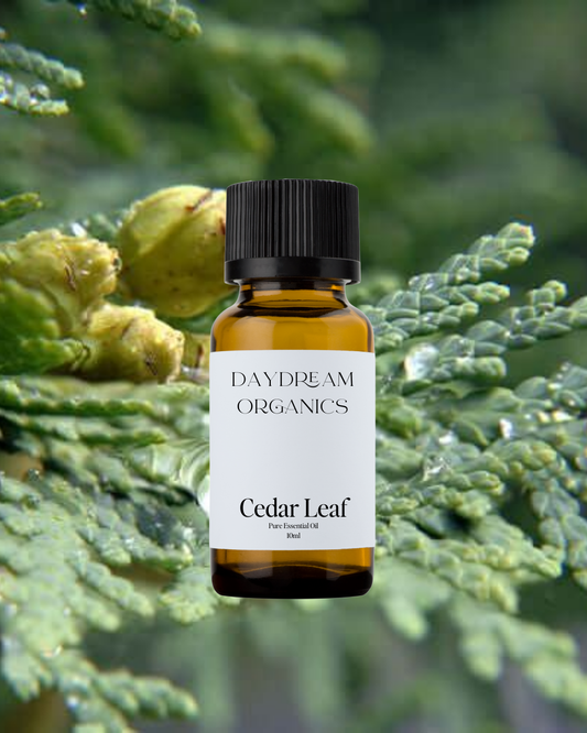 Our uncertified organic Cedar Leaf (Thuja occidentalis) essential oil offers a sharp, fresh, and invigorating aroma, with bright camphorous and green notes that are both cleansing and energizing—reminiscent of a walk through a sunlit northern forest.
Emotionally and energetically, Cedar Leaf is clarifying, purifying, and protective, often used to help clear mental fog, uplift the spirit, and create a sense of renewed focus and vitality.