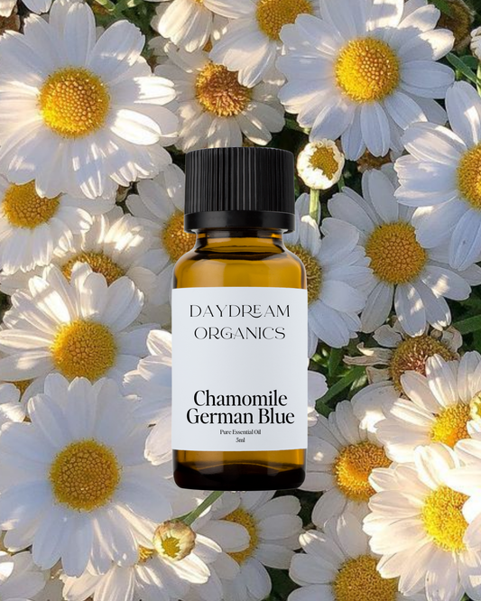 Our uncertified organic German Blue Chamomile (Matricaria recutita) essential oil features a rich, herbaceous, and slightly sweet aroma with deep earthy and fruity undertones, and its striking blue hue is a signature of its high azulene content—a compound known for its powerful soothing properties.
Emotionally and energetically, German Blue Chamomile is deeply calming, cooling, and restorative, making it ideal for easing tension, irritability, and emotional heat. It’s a grounding oil that supports nervous