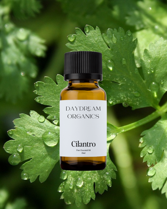 Our uncertified organic Cilantro (Coriandrum sativum) essential oil has a fresh, green, herbaceous aroma with subtle citrus and spice-like undertones—bright, cleansing, and slightly sweet.
Emotionally and energetically, Cilantro is known for its cleansing and clarifying properties, helping to release mental clutter, support emotional detox, and encourage a sense of lightness and renewal. It’s a refreshing ally for both body and mind.