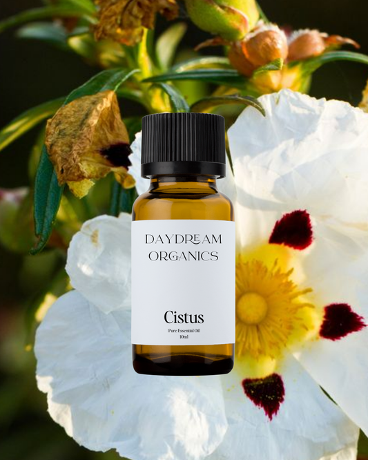 Our uncertified organic Cistus essential oil offers a deep, resinous, and amber-like aroma with warm earthy and honeyed undertones.
Emotionally and energetically, Cistus is centering, restorative, and heart-opening, traditionally used to anchor the spirit, support emotional healing, and evoke a sense of stillness, inner strength, and sacred connection.