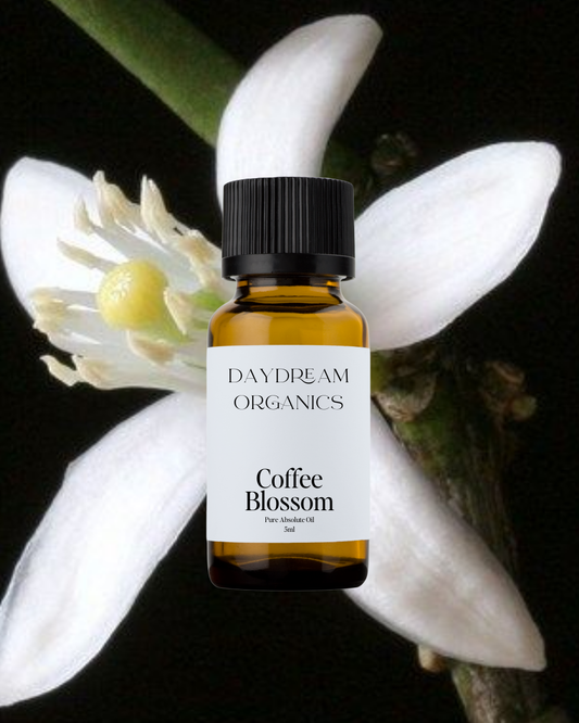 Our uncertified organic Coffee Blossom Absolute Oil offers a soft, floral aroma with delicate honeyed, jasmine-like notes and a subtle hint of fresh coffee undertone.
Emotionally and energetically, Coffee Blossom is uplifting, heart-opening, and gently energizing, traditionally used to inspire joy, awaken creativity, and bring a sense of comfort, warmth, and renewed optimism.