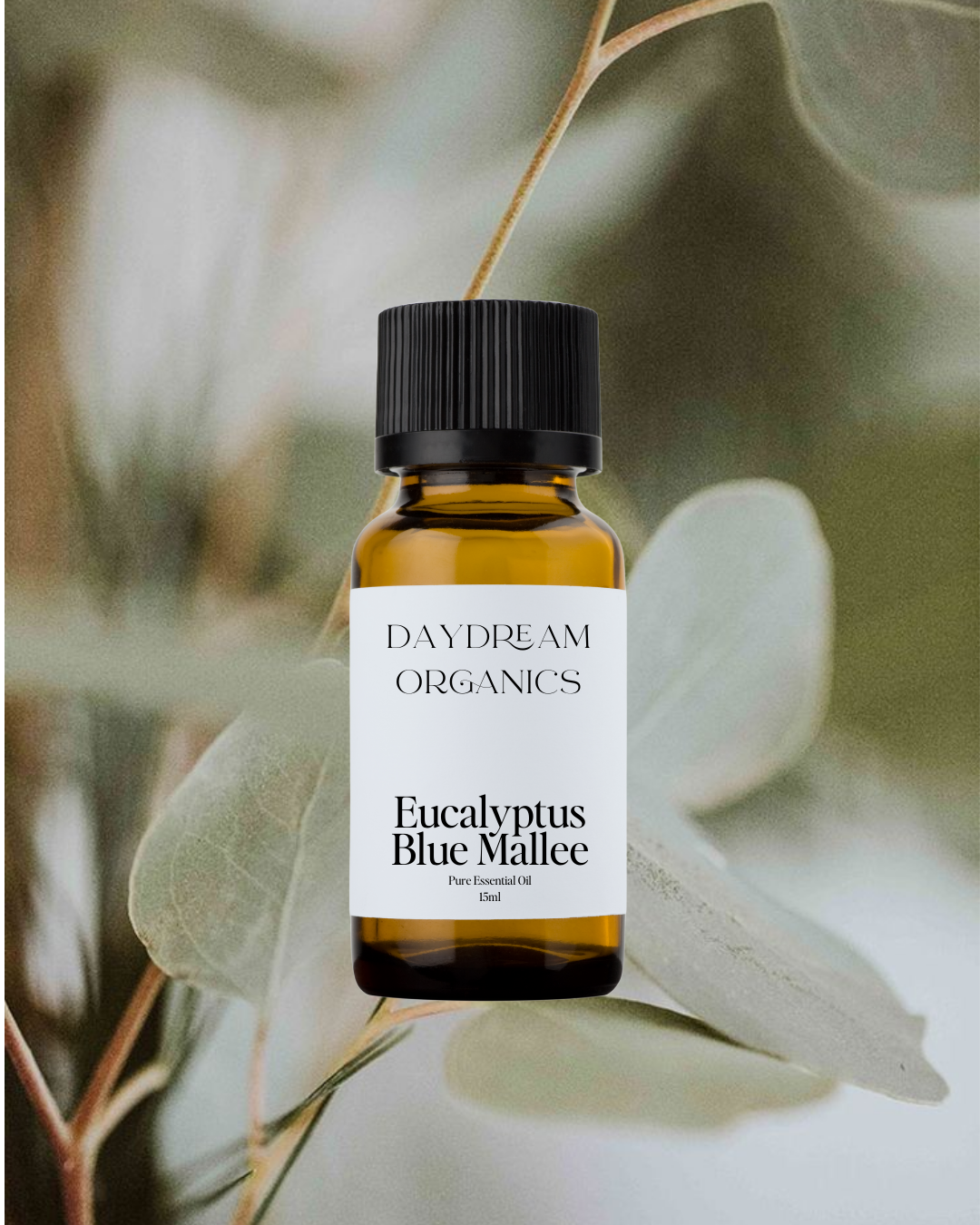 Our ethically wildcrafted Eucalyptus Blue Mallee essential oil is steam distilled from the Eucalyptus polybractea trees that originate in the forests of Australia. Eucalyptus Blue Mallee offers a refreshing, invigorating, camphorous and herbaceous aroma.
Emotionally and energetically, Eucalyptus Blue Mallee is known to be calming, relaxing and sensually stimulating.