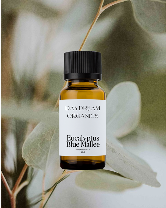 Our ethically wildcrafted Eucalyptus Blue Mallee essential oil is steam distilled from the Eucalyptus polybractea trees that originate in the forests of Australia. Eucalyptus Blue Mallee offers a refreshing, invigorating, camphorous and herbaceous aroma.
Emotionally and energetically, Eucalyptus Blue Mallee is known to be calming, relaxing and sensually stimulating.