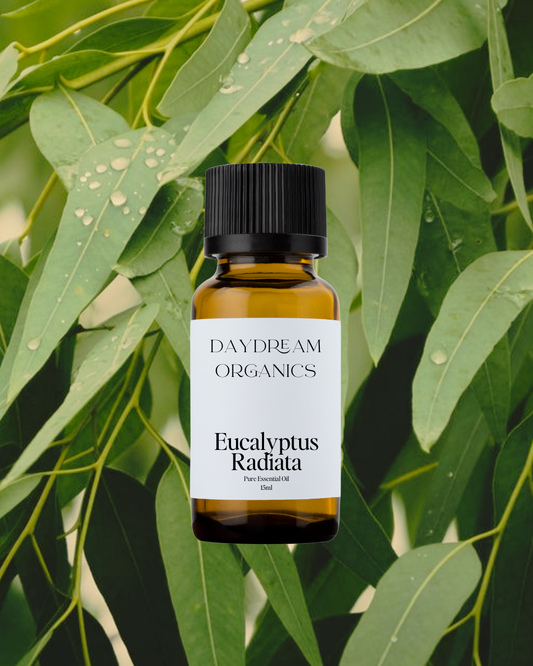 Our uncertified organic Eucalyptus Radiata essential oil is steam distilled from the Eucalyptus radiata tree that originates in Southwestern Australia. Eucalyptus Radiata offers a mild, refreshing, subtle citrus, peppery and floral aroma. 
Emotionally and energetically, Eucalyptus Radiata is soothing, uplifting and can help foster a sense of emotional fortitude.