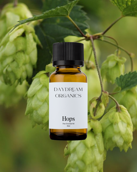 Our uncertified organic Hops essential oil offers a floral, herbaceous, bitter aroma. Hops are commonly known for their role in beer brewing. 
Emotionally and energetically, Hops are uplifting, relaxing, energizing and motivating.
