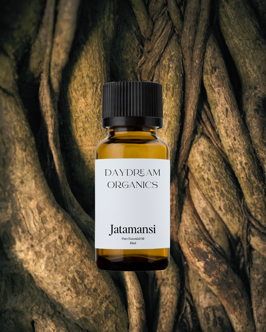Our uncertified organic Jatamansi (Spikenard) essential oil has been valued for many centuries in Ayurveda and has traditionally been used to anoint people. Jatamansi (Spikenard) offers an earthy, woody, musty aroma.
Emotionally and energetically, Jatamansi (Spikenard) is soothing, balancing and calming.