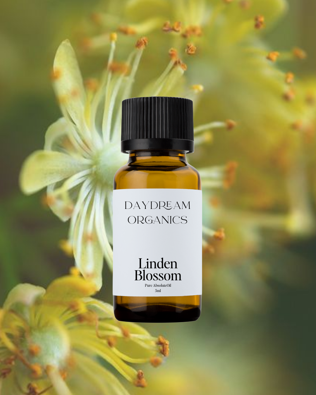 Our uncertified organic Linden Blossom Absolute Oil offers a soft, honeyed, and delicately floral aroma with subtle green and citrusy notes.
Emotionally and energetically, Linden Blossom is heart-soothing, gently uplifting, and deeply calming, traditionally used to ease nervous tension, invite emotional openness, and create a sense of comfort, serenity, and inner peace.