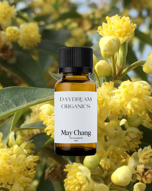 Our uncertified organic May Chang (Litsea Cubeba) essential oil is also commonly known as Mountain Pepper and Exotic or Tropical Verbena. May Chang offers a powerful, clean, fresh, sweet, green, lemon-like aroma with light woody and floral undertones.