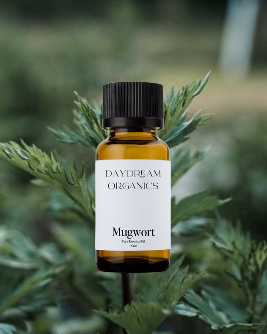 Our ethically wildcrafted Mugwort essential oil offers a herbaceous, bitter-sweet, camphoraceous aroma with soft, green undertones. 
Emotionally and energetically, Mugwort is calming, encouraging, uplifting and relaxing. Mugwort is known for helping to reduce worries, bring cheerfulness and support positivity.