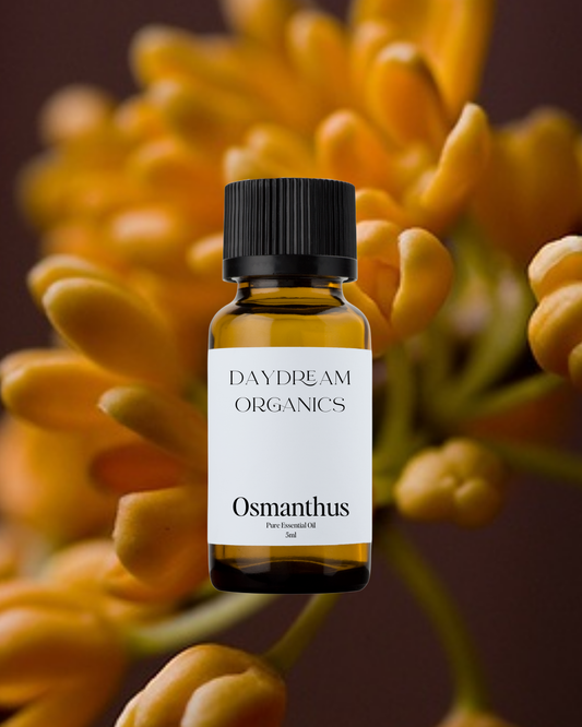 Our ethically wildcrafted Osmanthus absolute oil offers a lusciously floral, honeyed aroma with fruity, apricot-like notes and soft green undertones, creating a scent that is both elegant and uplifting.
Emotionally and energetically, Osmanthus is heart-opening, joyful, and comforting, often used to soothe emotional tension, inspire creativity, and evoke a deep sense of beauty, serenity, and inner harmony.