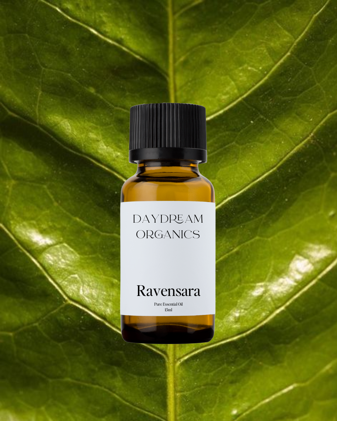 Our ethically wildcrafted Ravensara essential oil offers a fresh, mildly lemony, earthy and herbaceous aroma.
Emotionally and energetically, Ravensara is soothing, grounding, uplifting and balancing. Ravensara is known to help clear excess movement and energy as well as to help reduce feelings of sadness.