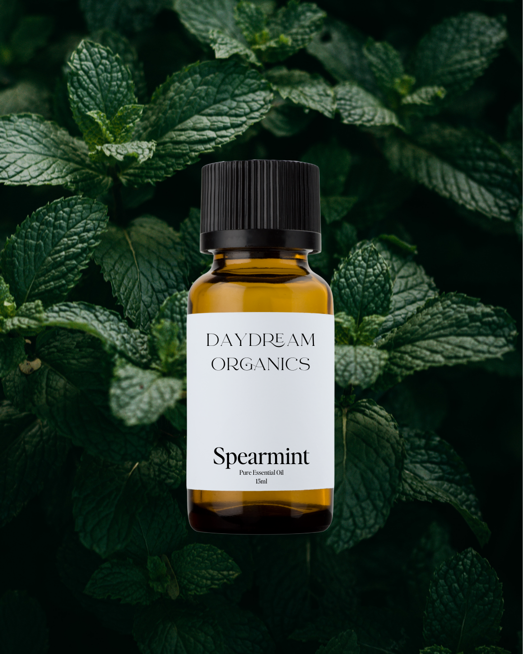 Our uncertified organic Spearmint essential oil offers a beautiful, sweet, lively, cooling and minty green aroma with subtle fruity notes.
Emotionally and energetically, Spearmint is invigorating, balancing and uplifting. Spearmint is known to encourage rest and relaxation as well as to support mental clarity and feelings of self confidence.