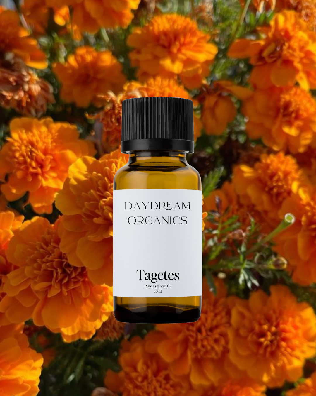 Our ethically wildcrafted Tagetes essential oil offers a strong, warm, sweet, herbaceous aroma with fruity undertones.