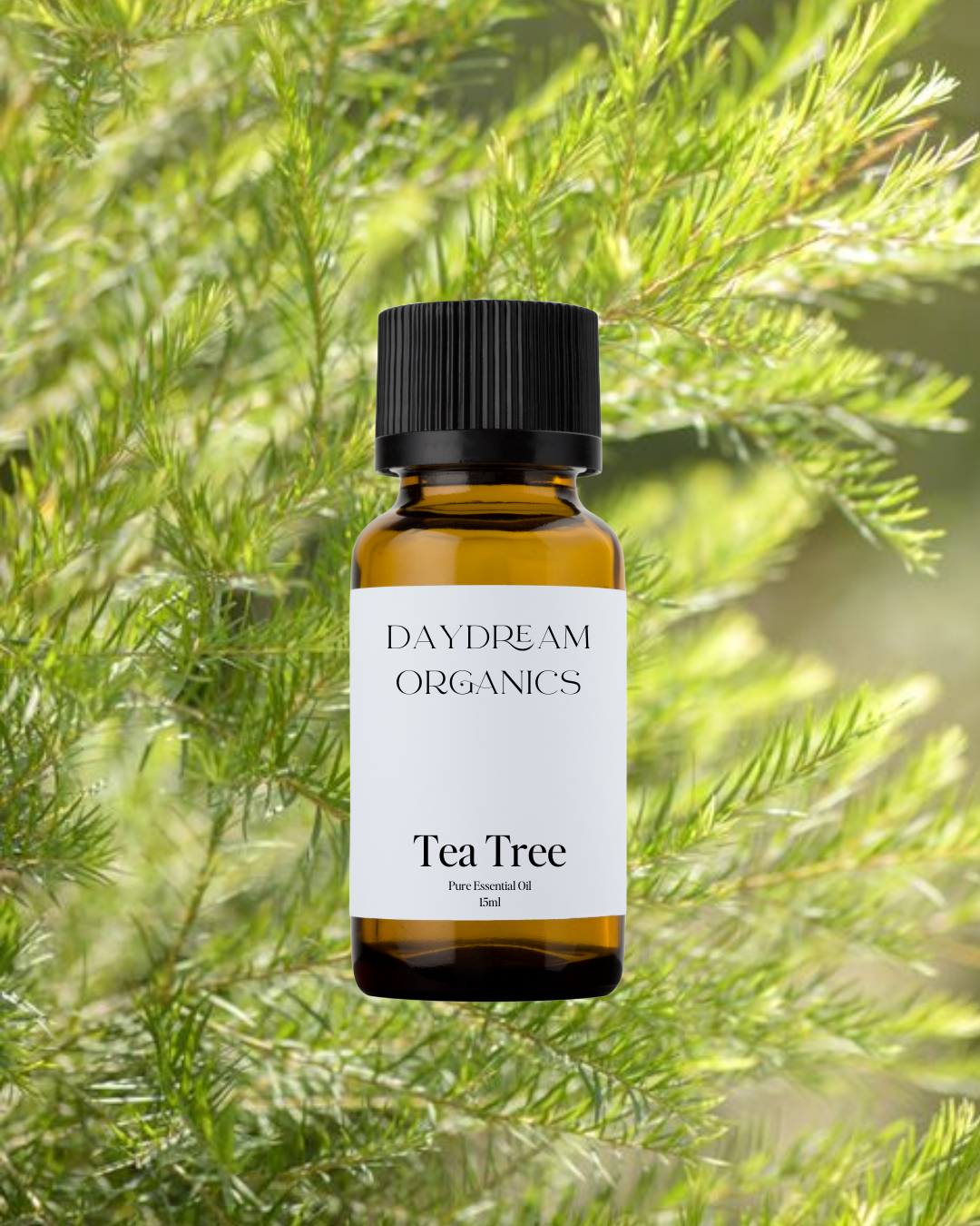 Our ethically wildcrafted Tea Tree essential oil offers a fresh, warm, spicy, floral and herbaceous aroma.