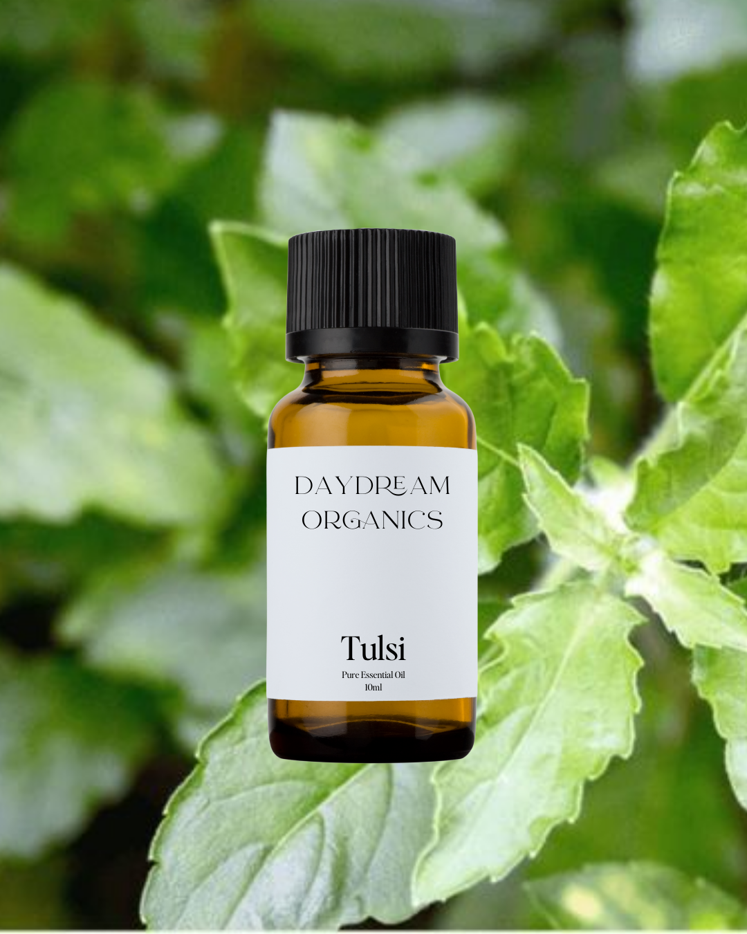 Our ethically wildcrafted Tulsi (Holy Basil) essential oil offers a herbaceous, minty, spicy yet sweet and warm aroma.