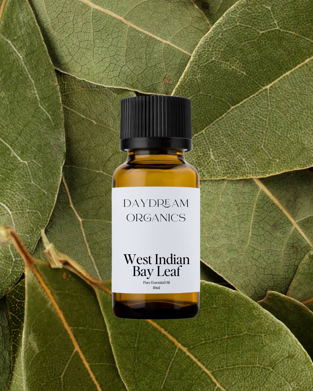 West Indian Bay Leaf (Bay Rum) Essential Oil