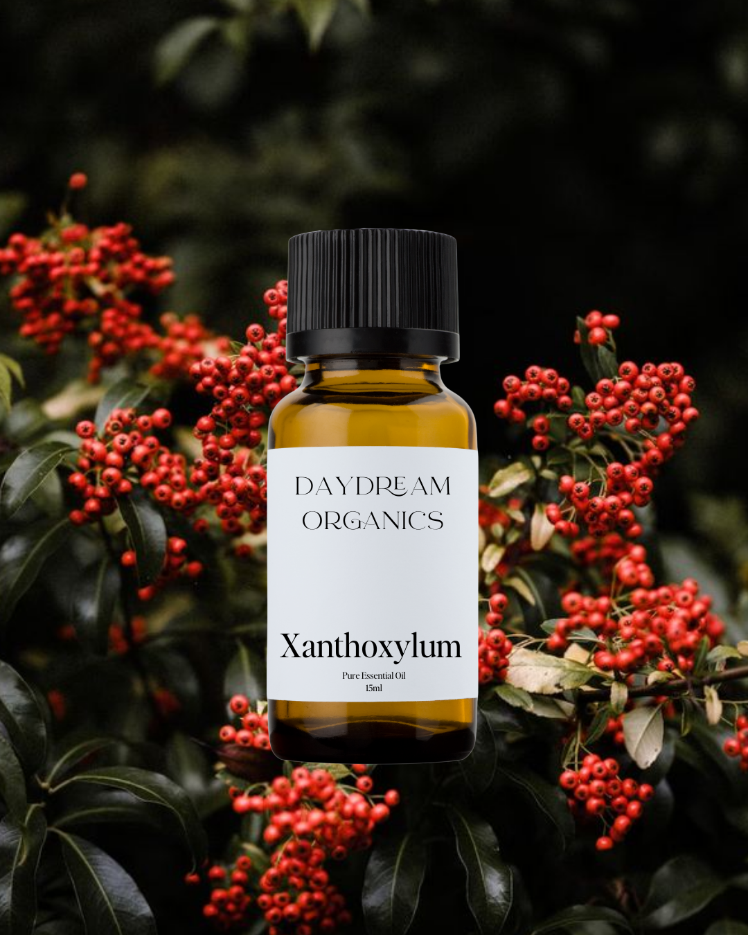 Our uncertified organic Xanthoxylum essential oil, also known as Timur or Toothache Tree, offers a bright, spicy-citrus aroma with tingling, peppery notes that are both energizing and refreshing.
Emotionally and energetically, Xanthoxylum is stimulating, awakening, and clarifying, traditionally used to sharpen the senses, clear stagnant energy, and support a sense of alertness, vitality, and movement.