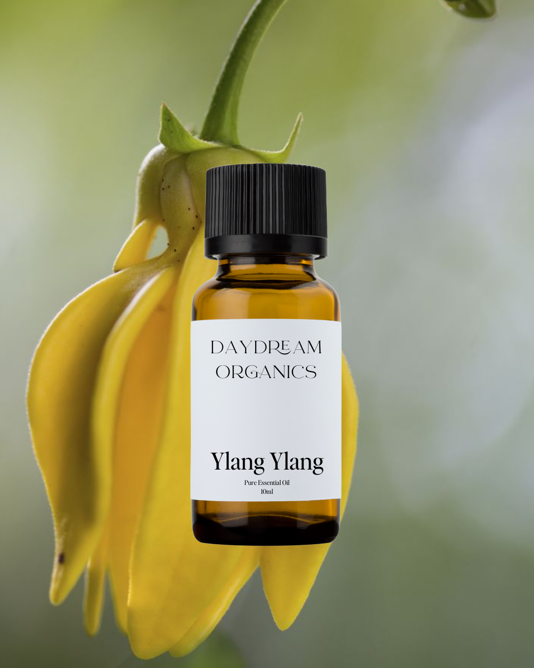 Our uncertified organic Ylang Ylang essential oil offers an intensely sweet, floral, fruity, woody, slightly spicy aroma. 