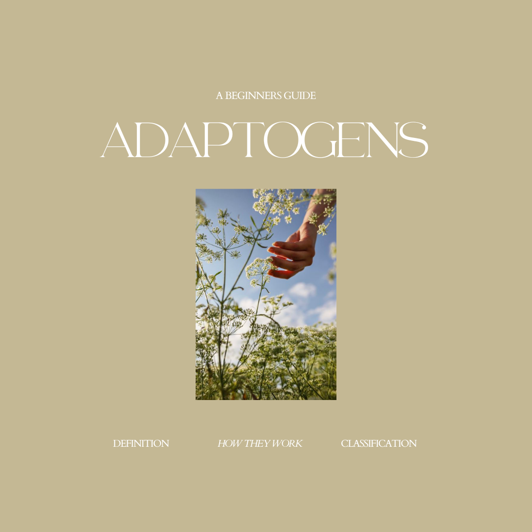 A Beginners Guide to Adaptogenic Herbs including what they are, how they work, how they are identified and more. 