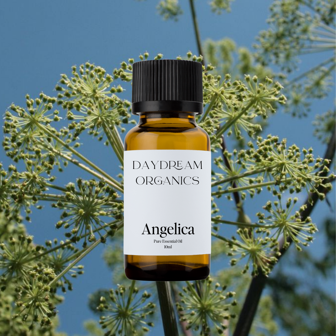 Our uncertified organic Angelica essential oil has a deep, earthy, and slightly musky aroma with subtle herbal and spicy undertones, often described as both mystical and grounding.

Emotionally and energetically, Angelica is protective, centering, and strengthening, traditionally used to calm the nervous system, dispel emotional fog, and foster a sense of inner resilience and spiritual connection.