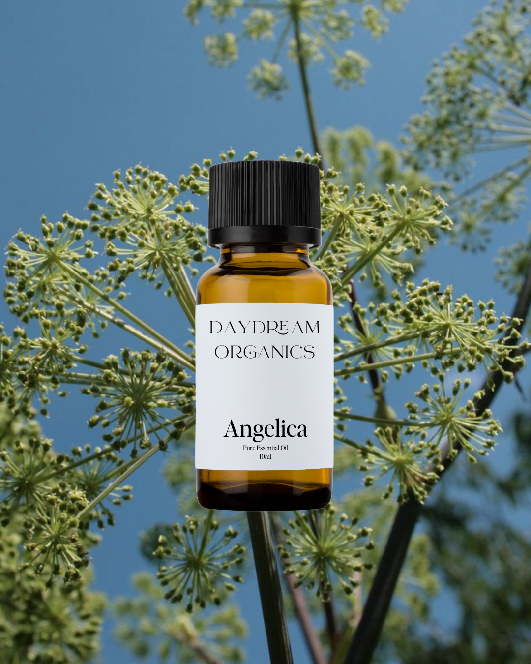 Our uncertified organic Angelica essential oil has a deep, earthy, and slightly musky aroma with subtle herbal and spicy undertones, often described as both mystical and grounding.

Emotionally and energetically, Angelica is protective, centering, and strengthening, traditionally used to calm the nervous system, dispel emotional fog, and foster a sense of inner resilience and spiritual connection.