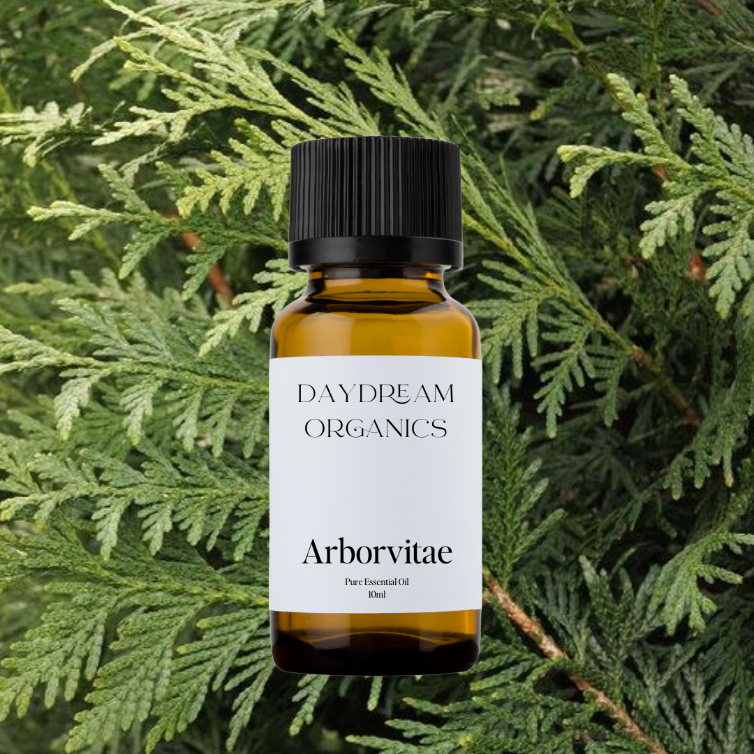 Our ethically wildcrafted Arborvitae essential oil offers a deep, woody, and slightly sweet aroma with resinous and earthy undertones, often described as grounding and spiritually protective.

Emotionally and energetically, Arborvitae is purifying, centering, and stabilizing, traditionally used to clear stagnant energy, support meditation, and cultivate a sense of sacred connection, strength, and inner peace.