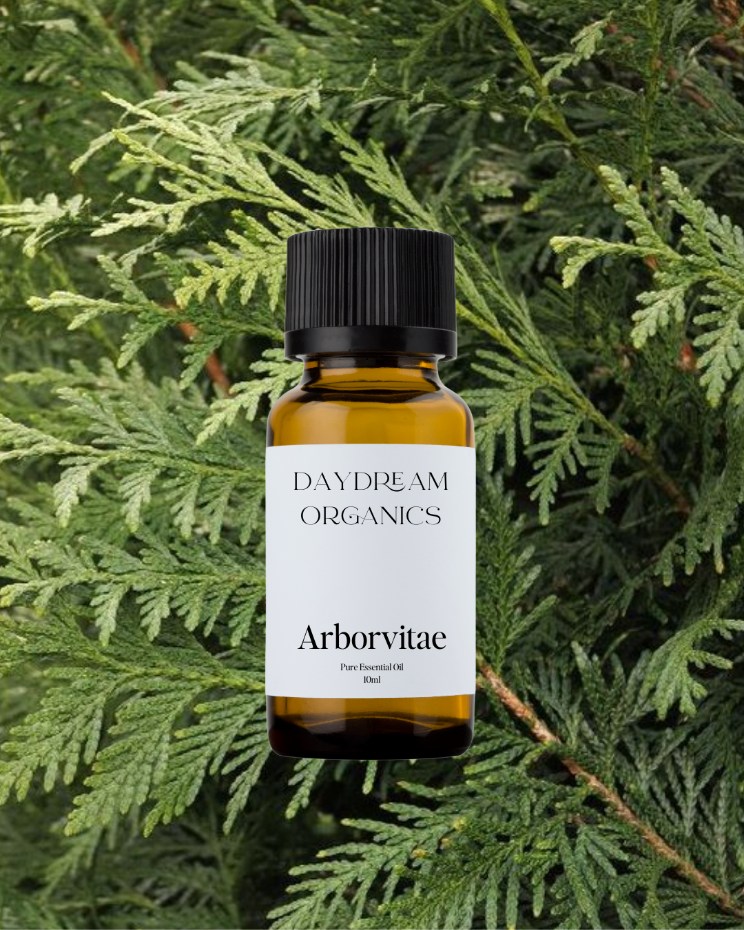 Our ethically wildcrafted Arborvitae essential oil offers a deep, woody, and slightly sweet aroma with resinous and earthy undertones, often described as grounding and spiritually protective.

Emotionally and energetically, Arborvitae is purifying, centering, and stabilizing, traditionally used to clear stagnant energy, support meditation, and cultivate a sense of sacred connection, strength, and inner peace.