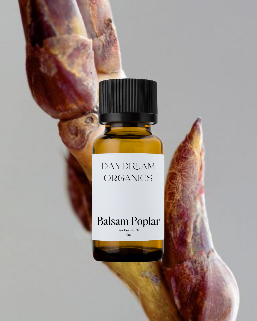 Our uncertified organic Balsam Poplar (Populus balsamifera) essential oil features a sweet, resinous, and slightly smoky aroma with rich balsamic and earthy undertones.

Emotionally and energetically, Balsam Poplar is soothing, grounding, and heart-centering, traditionally used to comfort the spirit, ease emotional tension, and evoke a deep sense of peace, protection, and connection to nature.