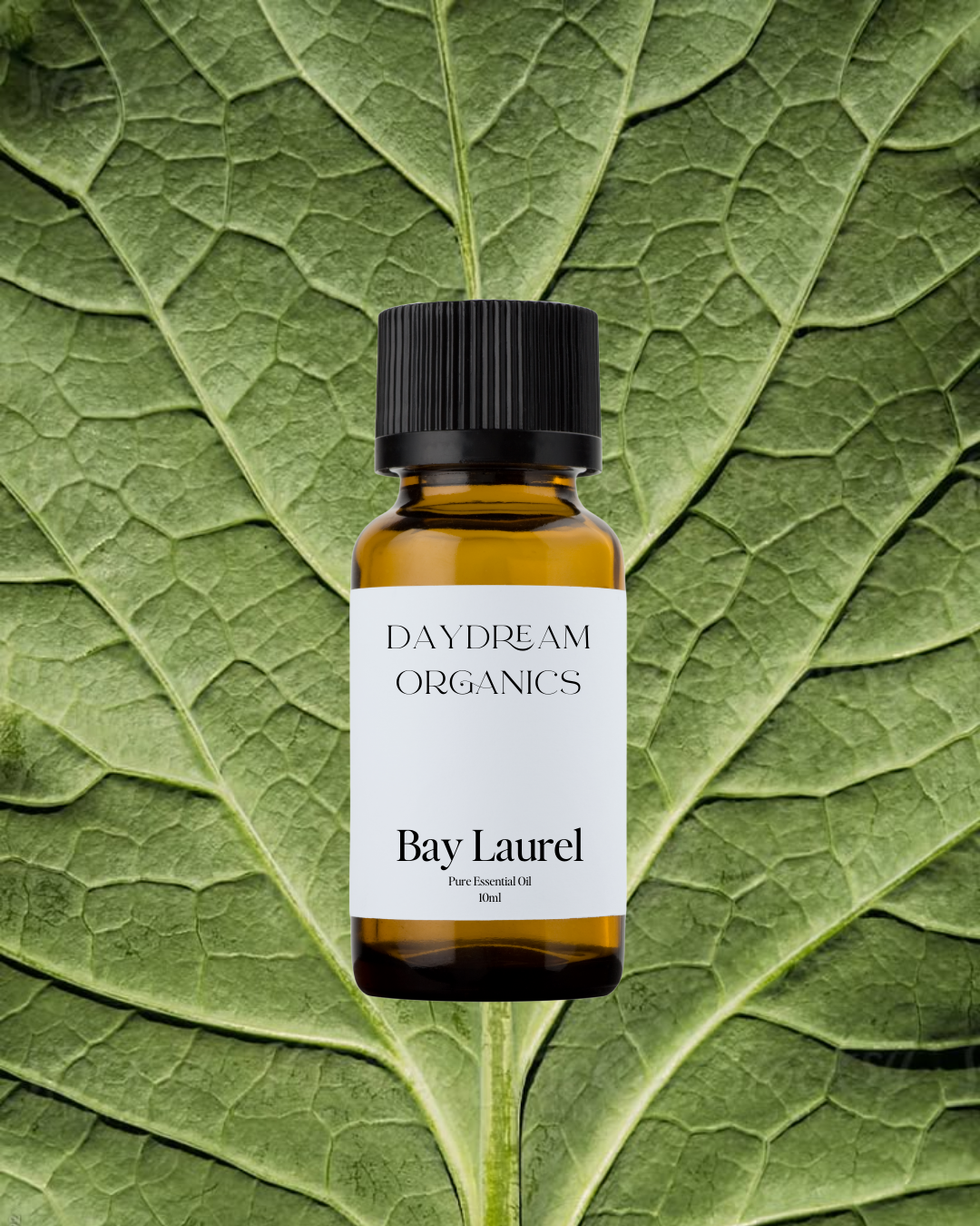 Our Bay Laurel Leaf essential oil offers a warming, sweet, herbaceous, slightly sweet and spicy, earthy aroma.

Emotionally and energetically, Bay Laurel Leaf is uplifting, grounding, and clarifying. Laurel Leaf is believed to foster a great sense of confidence, focus and positive thinking.