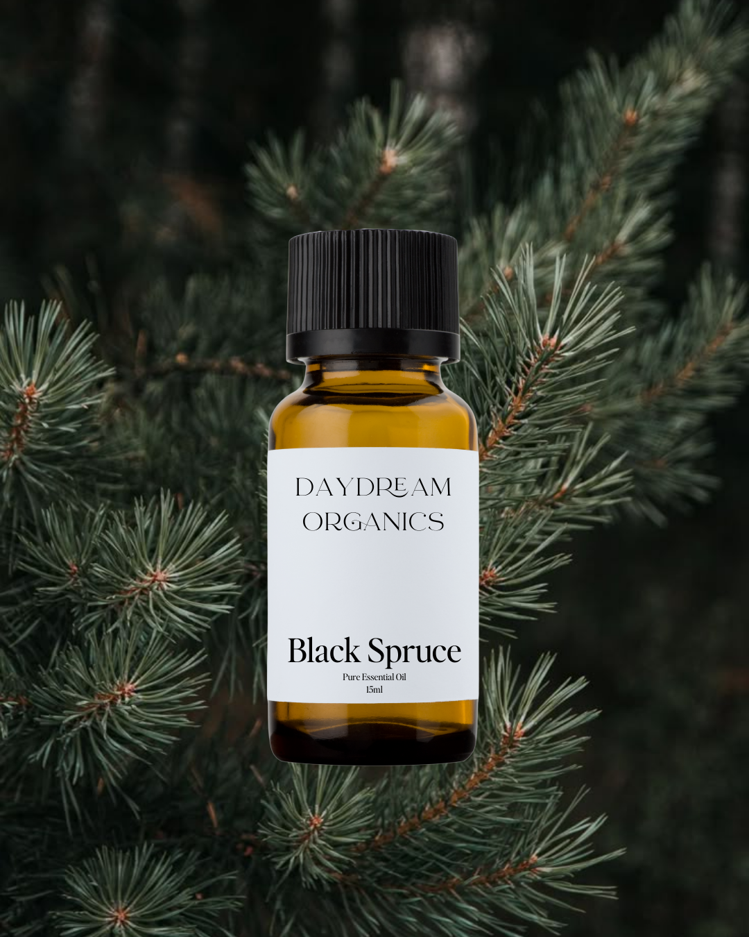 Our uncertified organic Black Spruce essential oil offers a crisp, invigorating, and forest-fresh aroma with resinous, slightly sweet, and grounding undertones.

Emotionally and energetically, Black Spruce is strengthening, clarifying, and deeply restorative, often used to ease stress, support the breath, and promote a sense of resilience, renewal, and connection to nature.