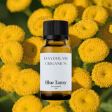 Our uncertified organic Blue Tansy essential oil features a sweet, fruity, and slightly herbaceous aroma with soft apple-like notes and its signature vibrant blue hue.

Emotionally and energetically, Blue Tansy is deeply calming, cooling, and emotionally soothing, making it a beautiful ally for easing stress, releasing tension, and supporting a sense of emotional balance and tranquility.