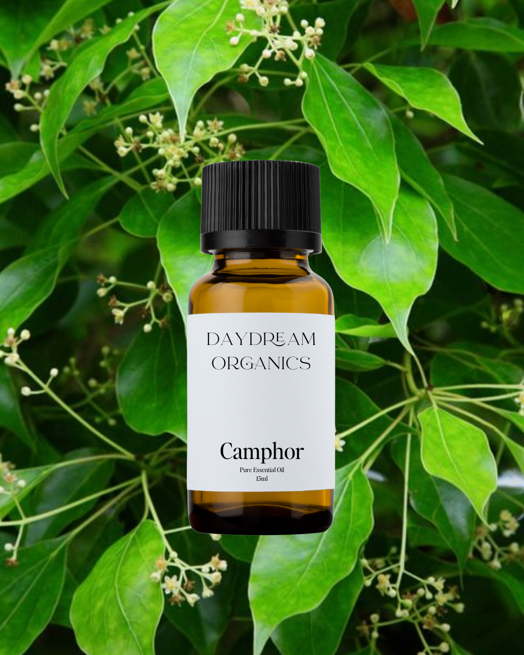 Our uncertified organic Camphor (Cinnamomum camphora) essential oil has a clean, sharp, and penetrating aroma with cool, medicinal, and slightly woody undertones, known for its powerful clarifying and energizing effects.

Emotionally and energetically, Camphor is stimulating, purifying, and refreshing, often used to clear mental fog, uplift the spirit, and support a sense of renewed clarity and vitality.