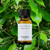 Our uncertified organic Camphor (Cinnamomum camphora) essential oil has a clean, sharp, and penetrating aroma with cool, medicinal, and slightly woody undertones, known for its powerful clarifying and energizing effects.

Emotionally and energetically, Camphor is stimulating, purifying, and refreshing, often used to clear mental fog, uplift the spirit, and support a sense of renewed clarity and vitality.