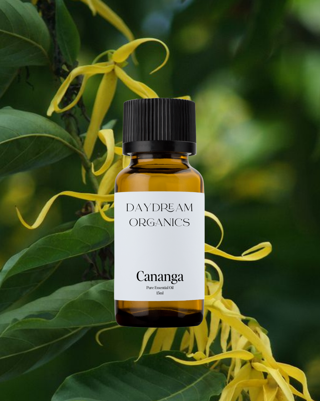 Our uncertified organic Cananga essential oil, a close relative to Ylang Ylang, offers a rich, floral aroma with earthy, slightly green undertones that is softer and more grounding than its sweeter counterpart.

Emotionally and energetically, Cananga is known for its calming, heart-centering properties, helping to soothe stress, ease tension, and promote a sense of emotional harmony and relaxation.