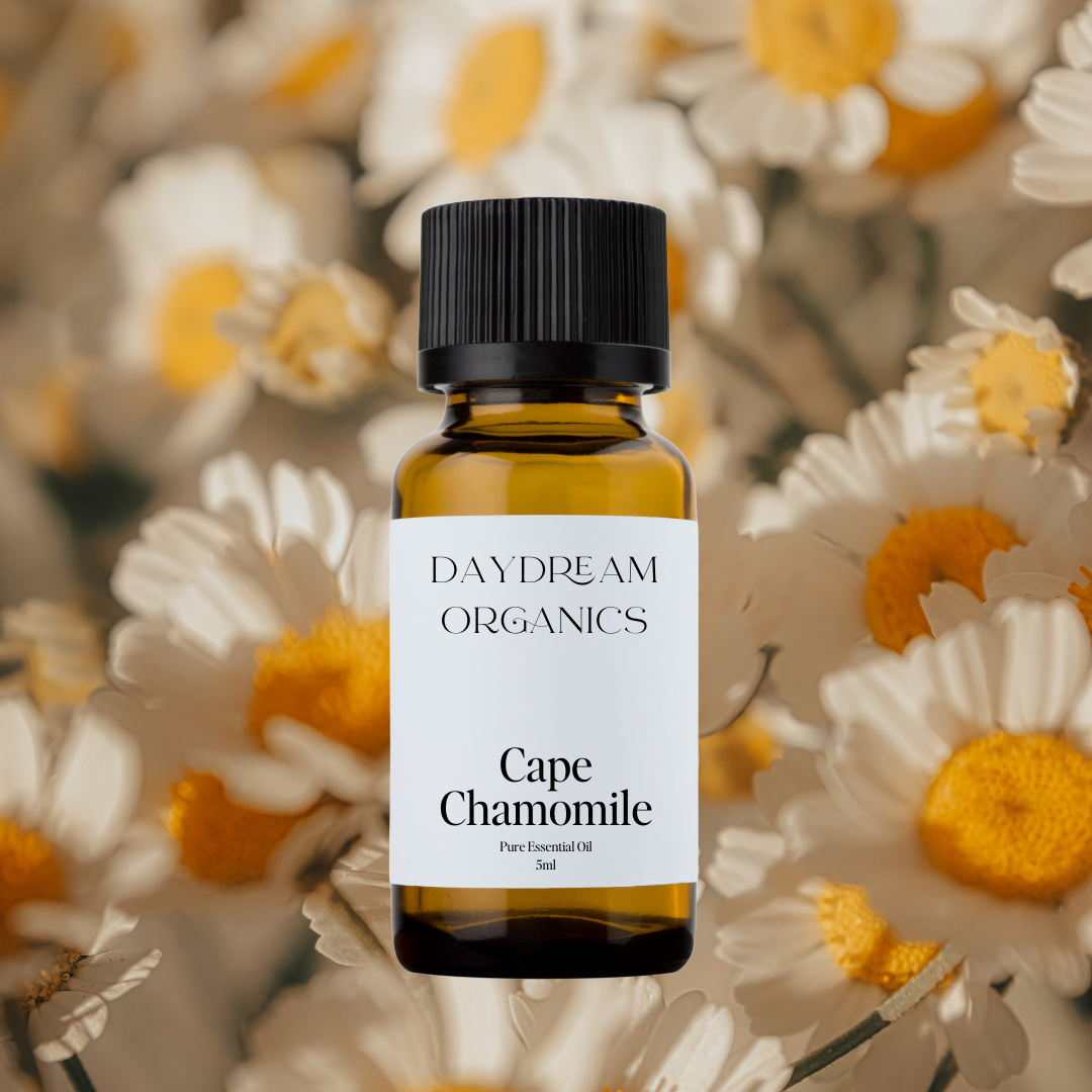 Our uncertified organic Cape Chamomile (Eriocephalus punctulatus) essential oil features a delicately sweet, fruity-floral aroma with soft herbaceous and apple-like undertones, often described as ethereal, calming, and emotionally uplifting.

Emotionally and energetically, Cape Chamomile is a profoundly soothing and heart-opening oil, known to ease emotional tension, anxious thoughts, and energetic overwhelm, offering a sense of peace, lightness, and inner comfort.