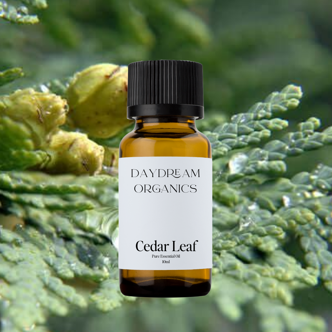 Our uncertified organic Cedar Leaf (Thuja occidentalis) essential oil offers a sharp, fresh, and invigorating aroma, with bright camphorous and green notes that are both cleansing and energizing—reminiscent of a walk through a sunlit northern forest.

Emotionally and energetically, Cedar Leaf is clarifying, purifying, and protective, often used to help clear mental fog, uplift the spirit, and create a sense of renewed focus and vitality. 