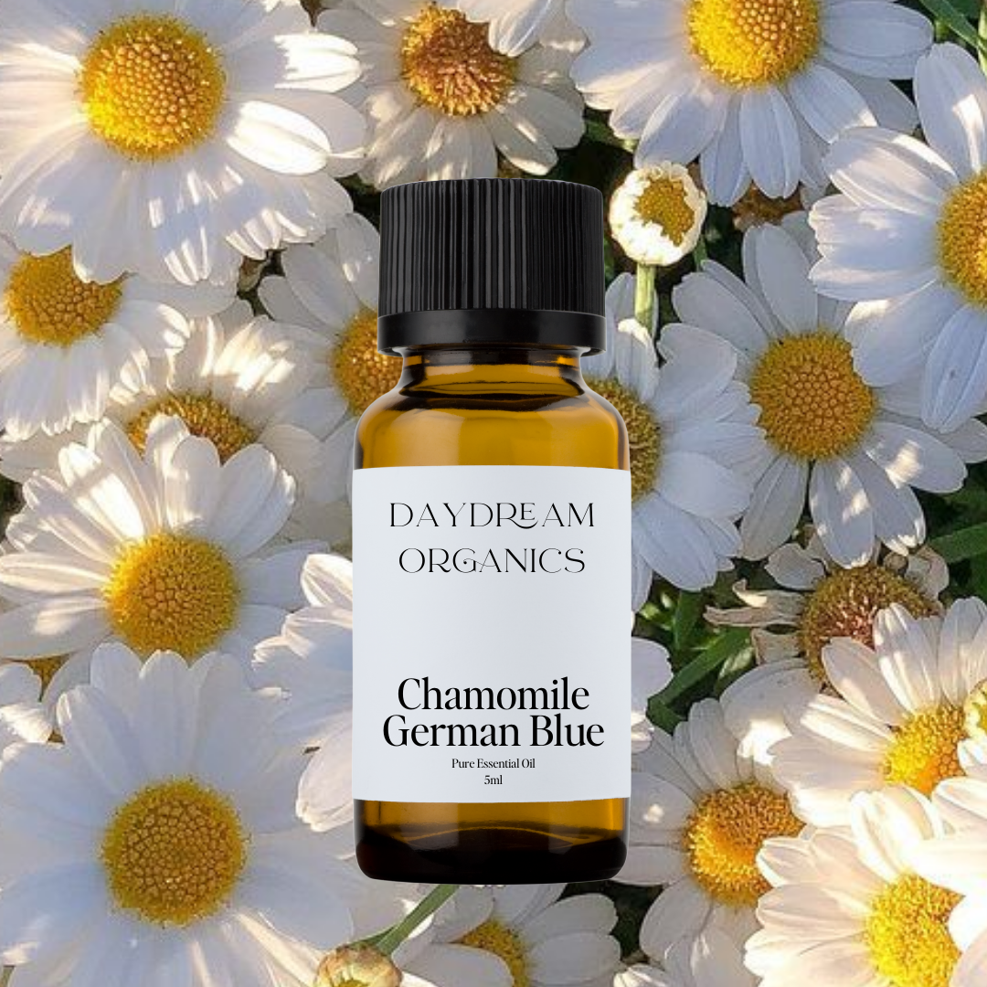 Our uncertified organic German Blue Chamomile (Matricaria recutita) essential oil features a rich, herbaceous, and slightly sweet aroma with deep earthy and fruity undertones, and its striking blue hue is a signature of its high azulene content—a compound known for its powerful soothing properties.

Emotionally and energetically, German Blue Chamomile is deeply calming, cooling, and restorative, making it ideal for easing tension, irritability, and emotional heat. It’s a grounding oil that supports nervous 