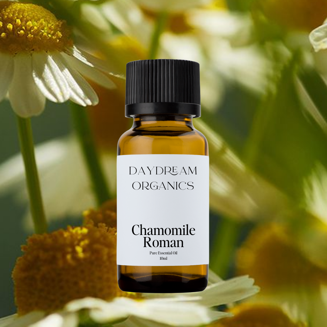 Our uncertified organic Chamomile Roman essential oil is steam distilled from the daisy-like flowers that grow in the countryside of the Pacific Northwest. Roman Chamomile offers an intense, sweet, fresh-fruity and herbaceous aroma.

Emotionally and energetically, Chamomile is deeply calming, relaxing and soothing. Chamomile is also known for its restorative properties.