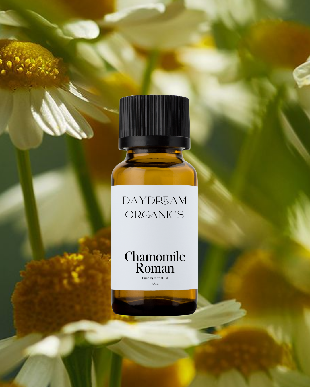 Our uncertified organic Chamomile Roman essential oil is steam distilled from the daisy-like flowers that grow in the countryside of the Pacific Northwest. Roman Chamomile offers an intense, sweet, fresh-fruity and herbaceous aroma.

Emotionally and energetically, Chamomile is deeply calming, relaxing and soothing. Chamomile is also known for its restorative properties.