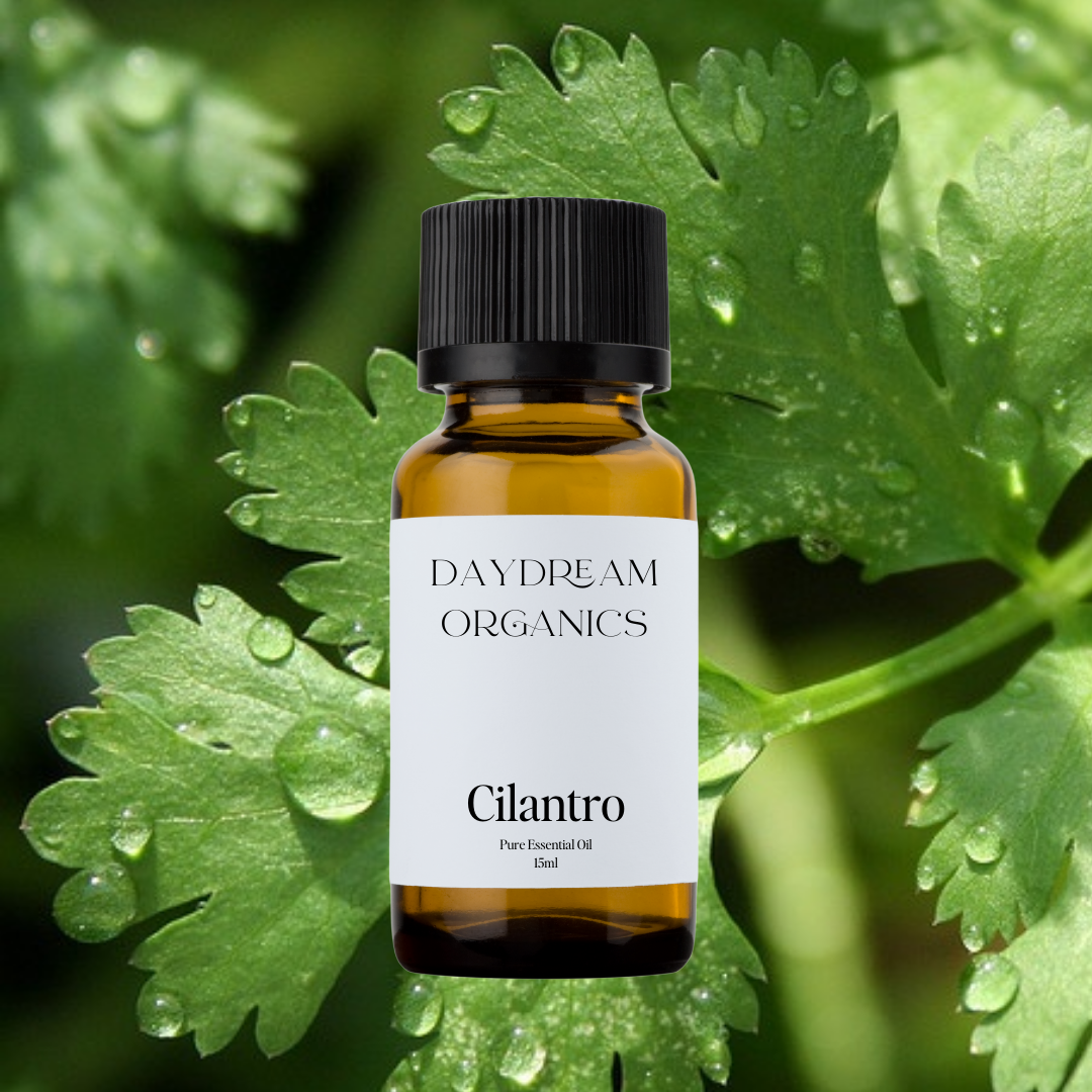 Our uncertified organic Cilantro (Coriandrum sativum) essential oil has a fresh, green, herbaceous aroma with subtle citrus and spice-like undertones—bright, cleansing, and slightly sweet.

Emotionally and energetically, Cilantro is known for its cleansing and clarifying properties, helping to release mental clutter, support emotional detox, and encourage a sense of lightness and renewal. It’s a refreshing ally for both body and mind.